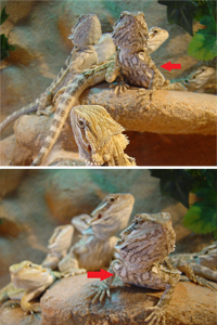 Bearded dragon: Discoloration