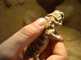 Handling bearded dragons in a safe way