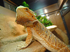 Handling bearded dragons can cause stress
